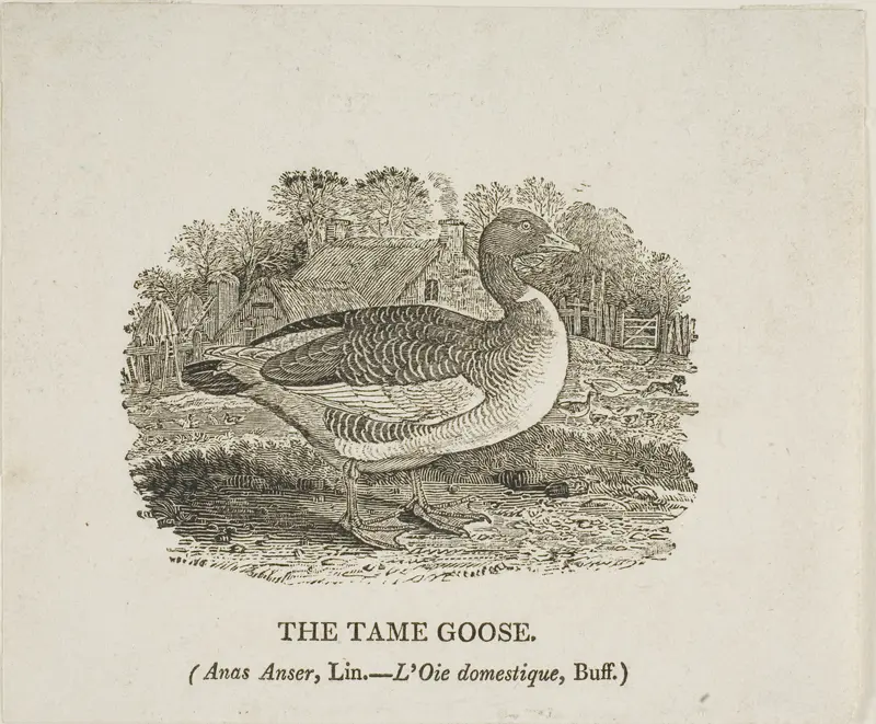 Tame Goose Wall Art by Thomas Bewick - High-Resolution Digital Print