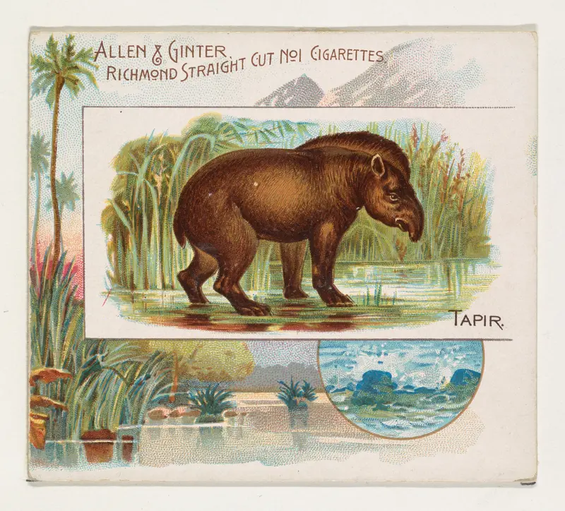 Tapir, from Quadrupeds series (N41) for Allen & Ginter Cigarettes Wall Art by Allen & Ginter - High-Resolution Digital Print