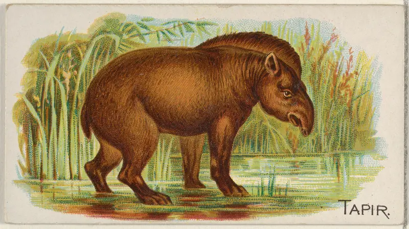 Tapir, from the Quadrupeds series (N21) for Allen & Ginter Cigarettes Wall Art by Allen & Ginter - High-Resolution Digital Print