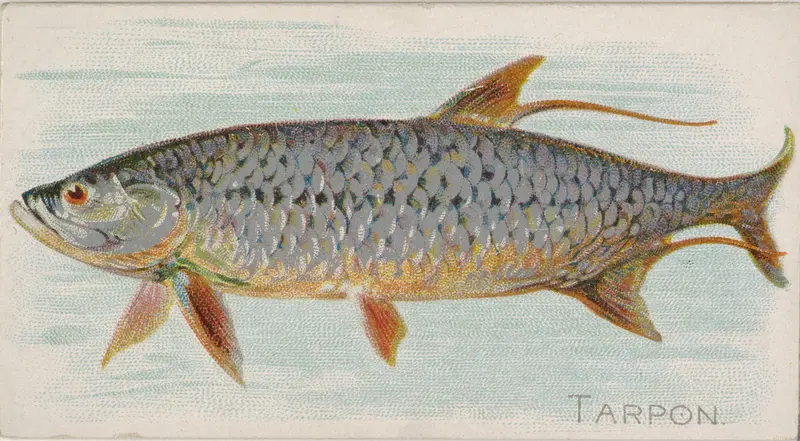 Tarpon, from the Fish from American Waters series (N8) for Allen & Ginter Cigarettes Brands Wall Art by Allen & Ginter - High-Resolution Digital Print