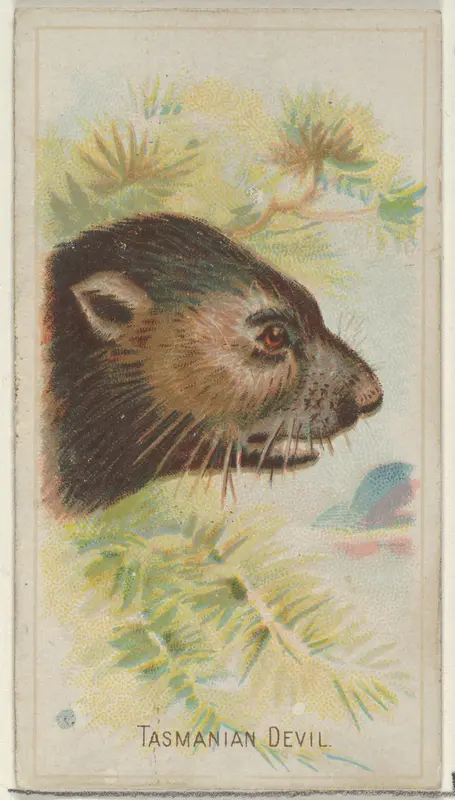Tasmanian Devil, from the Wild Animals of the World series (N25) for Allen & Ginter Cigarettes Wall Art by Allen & Ginter - High-Resolution Digital Print