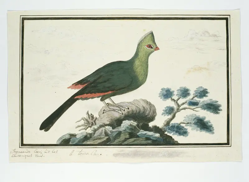 Tauraco corythaix (Knysna turaco or Knysna lourie) Wall Art by Robert Jacob Gordon - High-Resolution Digital Print