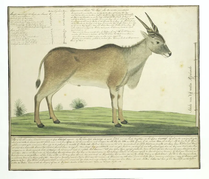 Taurotragus oryx (Eland) Wall Art by Robert Jacob Gordon - High-Resolution Digital Print