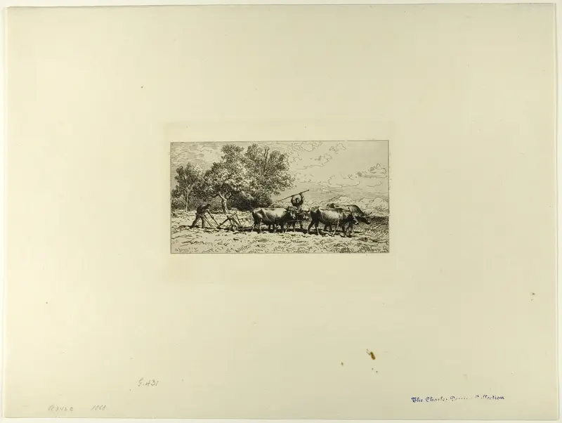 Team of Oxen