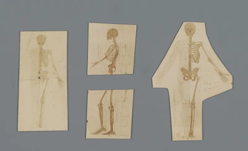 Tekeningen, foto's en aantekeningen met betrekking tot anatomie Wall Art by anonymous - High-Resolution Digital Print