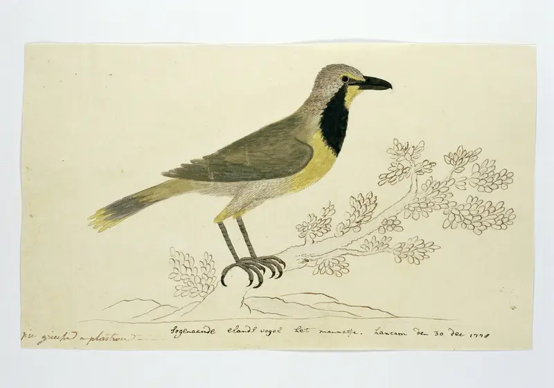 Telephorus zeylonus (Bokmakierieklauwier) Wall Art by Robert Jacob Gordon - High-Resolution Digital Print