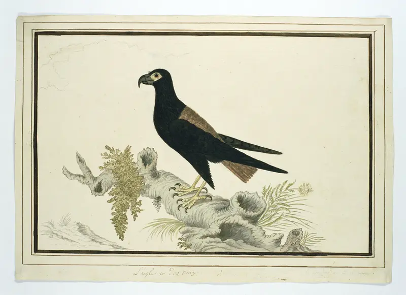 Terathopius ecaudatus (Bateleur) Wall Art by Robert Jacob Gordon - High-Resolution Digital Print