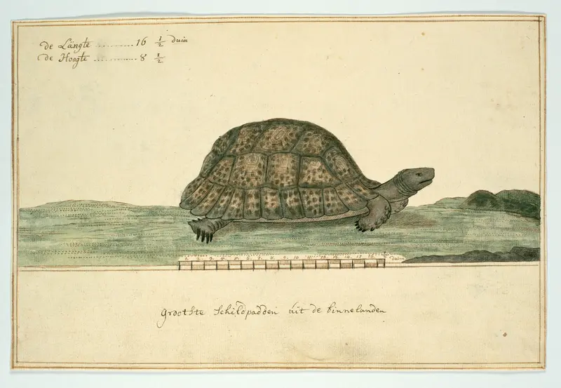 Testudo pardalis (Panterschildpad) Wall Art by Unknown - High-Resolution Digital Print