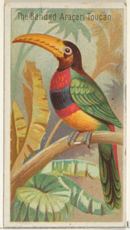 The Banded Aracari Toucan, from the Birds of the Tropics series (N5) for Allen & Ginter Cigarettes Brands Wall Art by Allen & Ginter - High-Resolution Digital Print