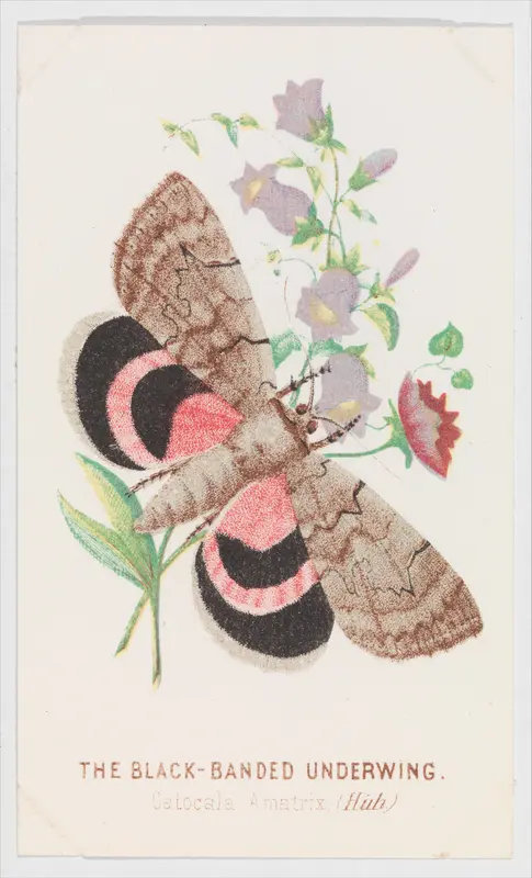 The Black-Banded Underwing, from "The Butterflies and Moths of America", Part 2 Wall Art by Louis Prang & Co. - High-Resolution Digital Print