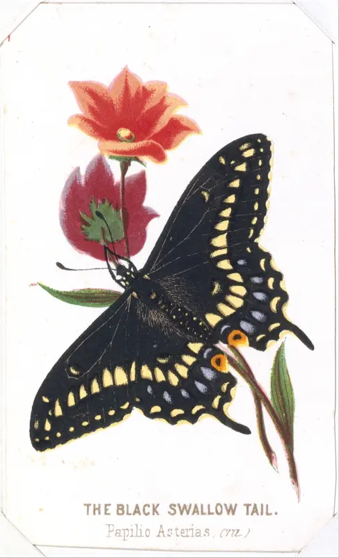 The Black Swallowtail from The Butterflies and Moths of America Part 3 Wall Art by Louis Prang & Co. - High-Resolution Digital Print