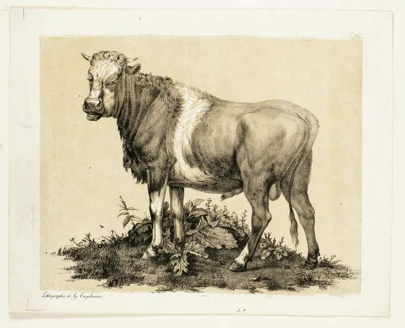 The Bull Wall Art by Gottfried Engelmann - High-Resolution Digital Print