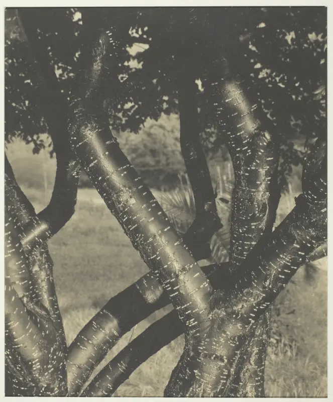 The Dancing Trees Wall Art by Alfred Stieglitz - High-Resolution Digital Print