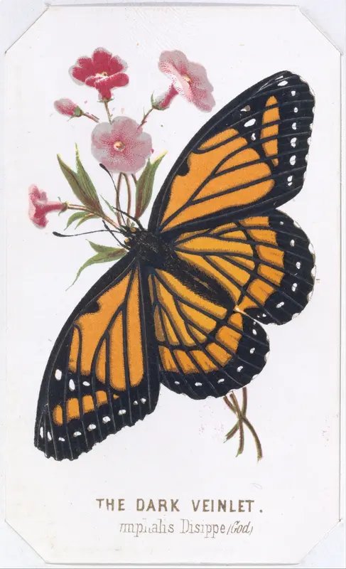 The Dark Veinlet, from "The Butterflies and Moths of America", Part 3 Wall Art by Louis Prang & Co. - High-Resolution Digital Print