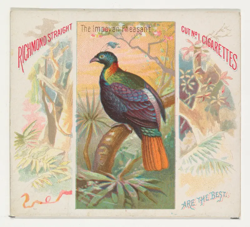 The Impeyan Pheasant, from Birds of the Tropics series (N38) for Allen & Ginter Cigarettes Wall Art by Allen & Ginter - High-Resolution Digital Print