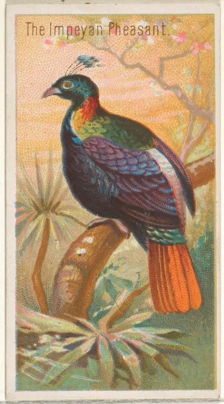 The Impeyan Pheasant, from the Birds of the Tropics series (N5) for Allen & Ginter Cigarettes Brands Wall Art by Allen & Ginter - High-Resolution Digital Print
