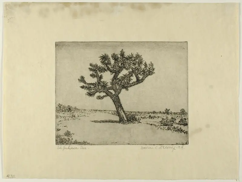 The Joshua Tree