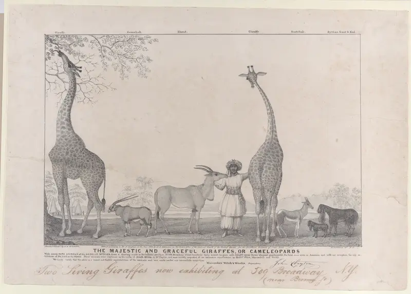 The Majestic and Graceful Giraffes, or Cameleopards, with some Rare Animals of the Gazelle Species Wall Art by Edward Williams Clay - High-Resolution Digital Print