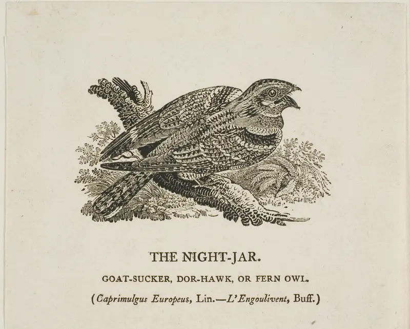 The Night-Jar Wall Art by Thomas Bewick - High-Resolution Digital Print