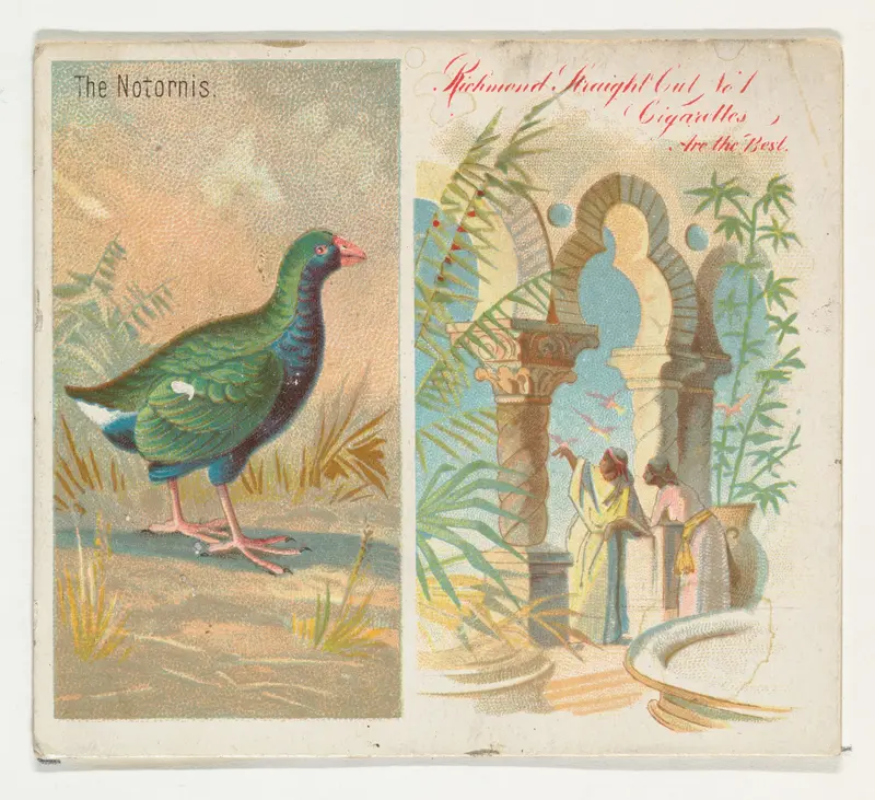 The Notornis, from Birds of the Tropics series (N38) for Allen & Ginter Cigarettes Wall Art by Allen & Ginter - High-Resolution Digital Print