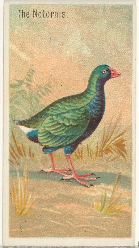 The Notornis, from the Birds of the Tropics series (N5) for Allen & Ginter Cigarettes Brands Wall Art by Allen & Ginter - High-Resolution Digital Print