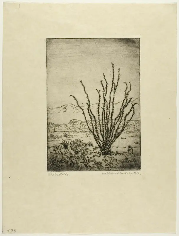 The Ocotillo