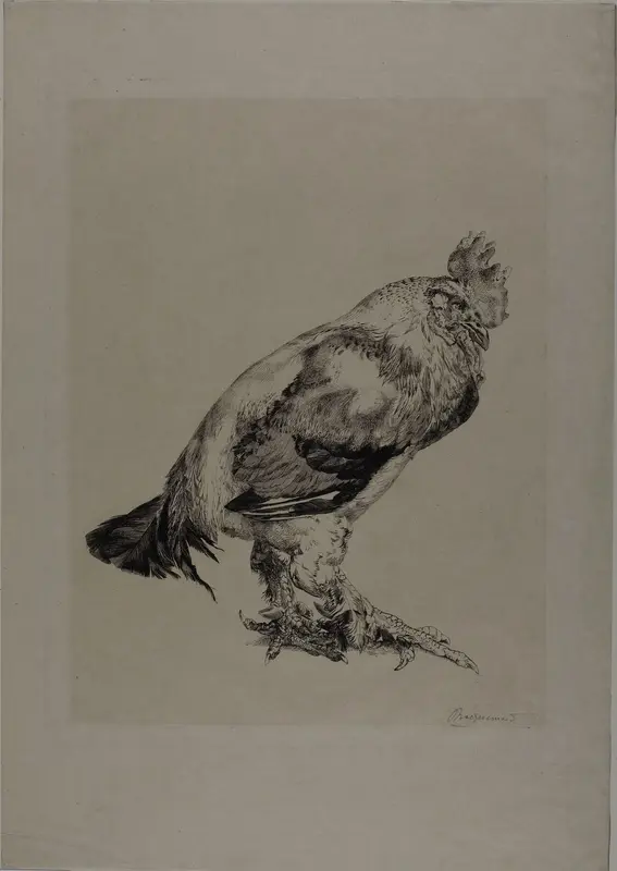 The Old Cock