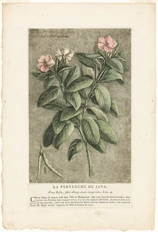 The Periwinkle of Java, from Collection of Usual, Curious, and Foreign Plants Wall Art by Jacques Fabien Gautier d'Agoty - High-Resolution Digital Print