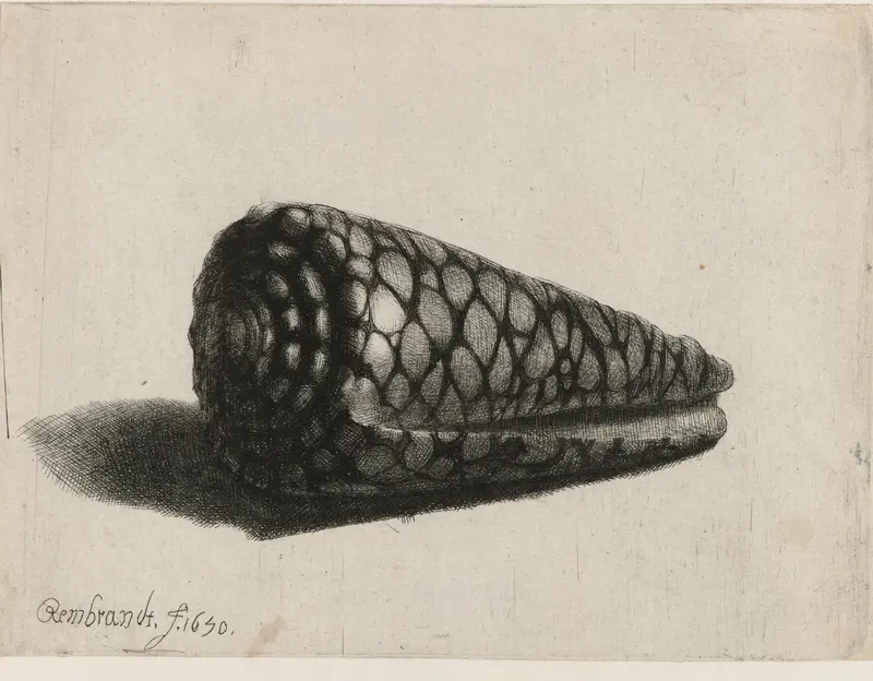 The Shell (Conus marmoreus) Wall Art by Unknown - High-Resolution Digital Print