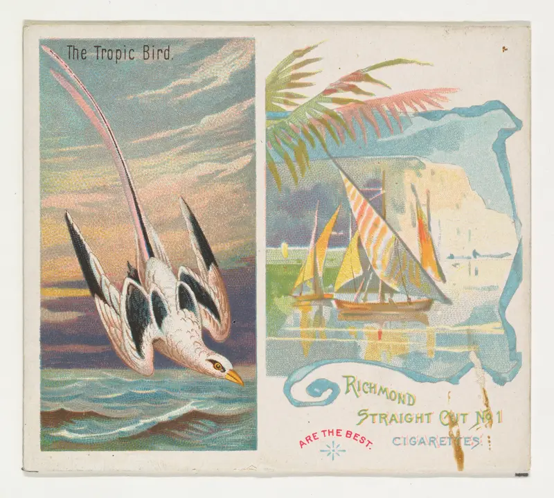 The Tropic Bird, from Birds of the Tropics series (N38) for Allen & Ginter Cigarettes Wall Art by Allen & Ginter - High-Resolution Digital Print