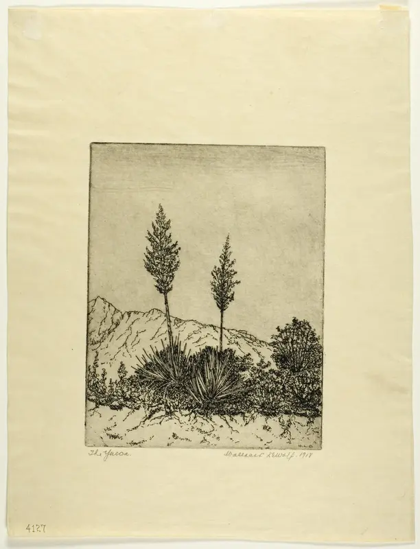 The Yucca