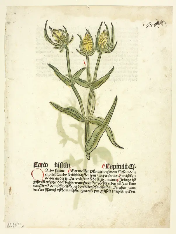 Thistle (recto) and Thistle buds (verso) from Gart Der Gesundheit (also called Hortus sanitatis, or Garden of Health), Plate 32 from Woodcuts from Books of the 15th Century Wall Art by Erhard Reuwich - High-Resolution Digital Print