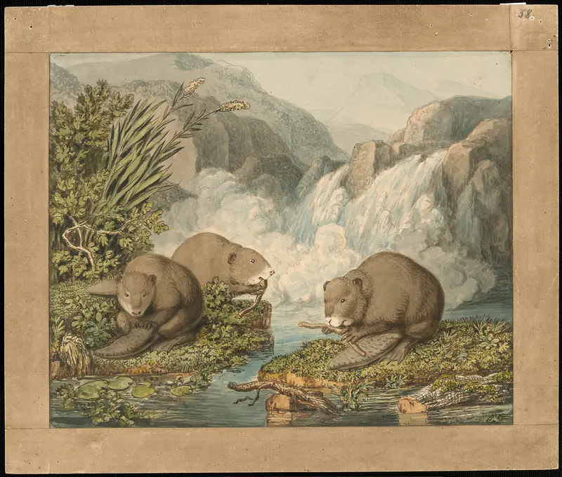 Three Beavers Building a Dam Wall Art by Wilhelm Tischbein - High-Resolution Digital Print