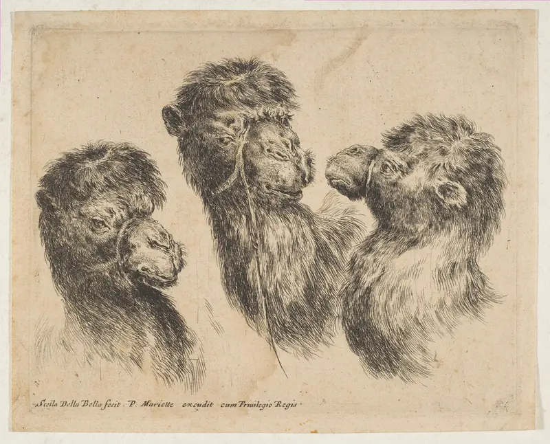 Three Camel Heads Wall Art by Stefano della Bella - High-Resolution Digital Print