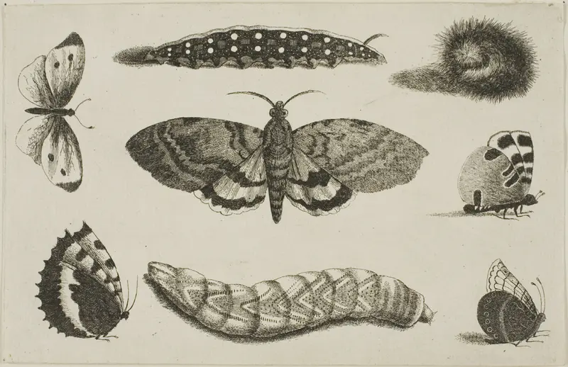 Three Caterpillars, a Moth, and Four Butterflies, from Diversae Insectorum...Figurae