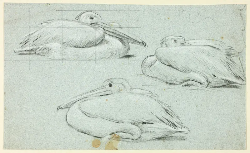 Three Sketches of Pelicans Wall Art by Henry Stacy Marks - High-Resolution Digital Print