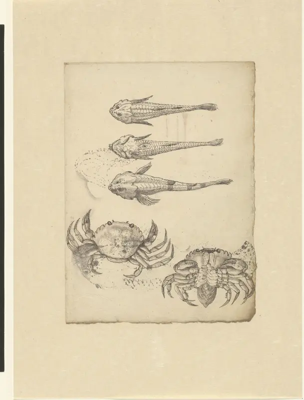 Three studies of a Cottus perifretum and two of a crab (Carcinus maenas) Wall Art by anonymous - High-Resolution Digital Print