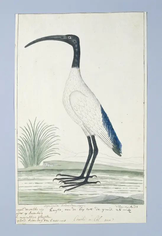 Threskiornis aethiopicus (African sacred ibis) Wall Art by Robert Jacob Gordon - High-Resolution Digital Print