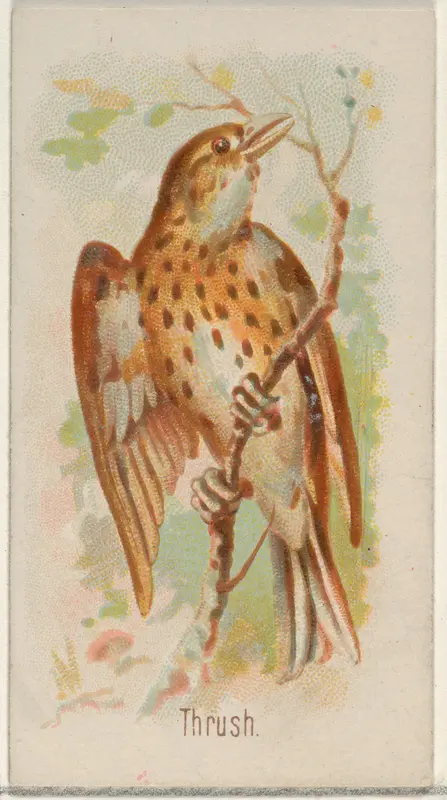 Thrush, from the Song Birds of the World series (N23) for Allen & Ginter Cigarettes Wall Art by Allen & Ginter - High-Resolution Digital Print