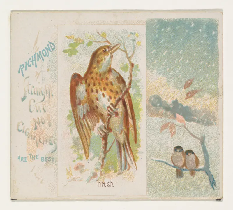 Thrush, from the Song Birds of the World series (N42) for Allen & Ginter Cigarettes Wall Art by Allen & Ginter - High-Resolution Digital Print