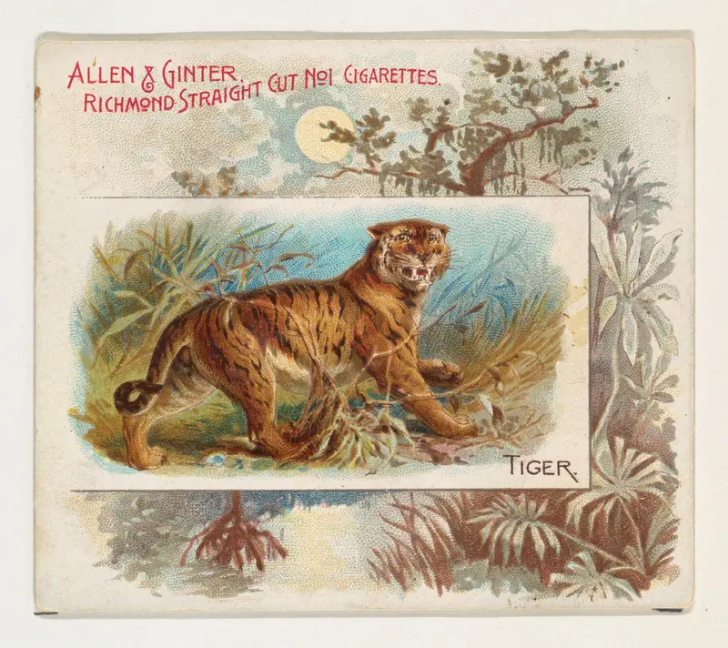 Tiger, from Quadrupeds series (N41) for Allen & Ginter Cigarettes Wall Art by Allen & Ginter - High-Resolution Digital Print