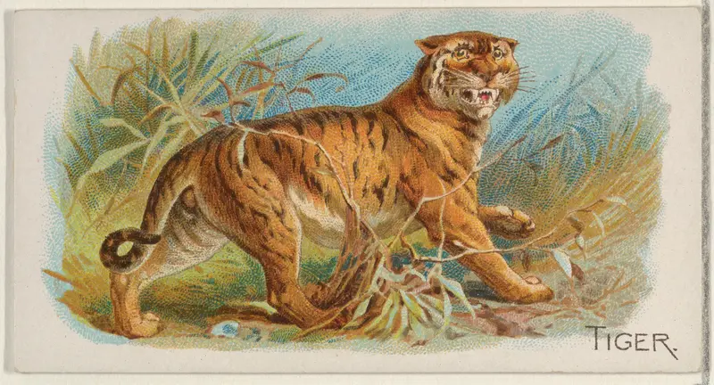 Tiger, from the Quadrupeds series (N21) for Allen & Ginter Cigarettes Wall Art by Allen & Ginter - High-Resolution Digital Print
