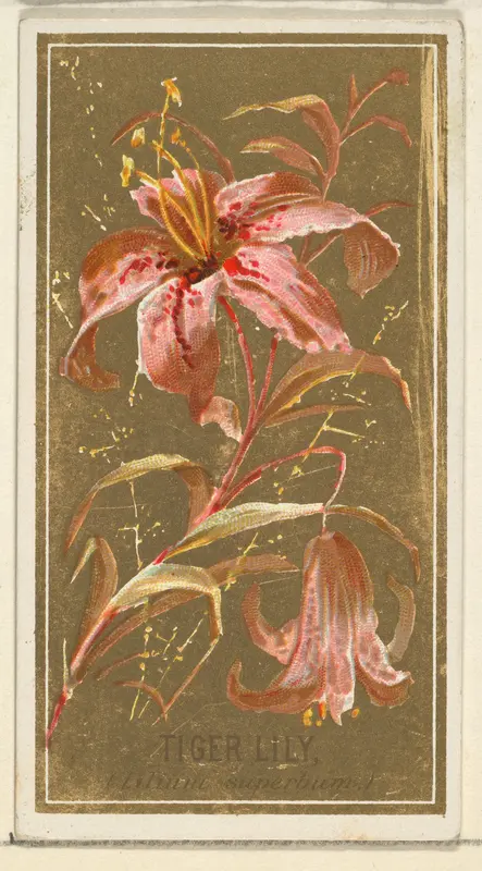 Tiger Lily (Lilium superbum), from the Flowers series for Old Judge Cigarettes Wall Art by Goodwin & Company - High-Resolution Digital Print