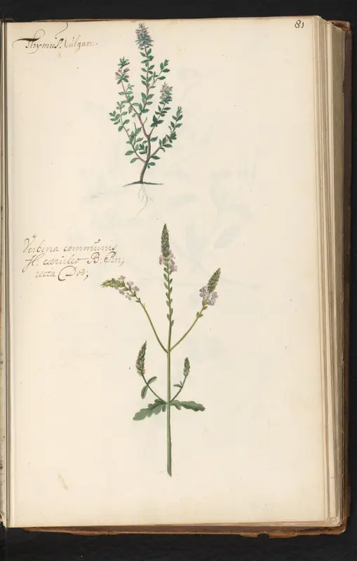 Tijm (Thymus vulgaris) en Verbena (Verbena officinalis) Wall Art by anonymous - High-Resolution Digital Print