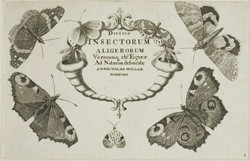 Title Page from Diversae Insectorum...Figurae
