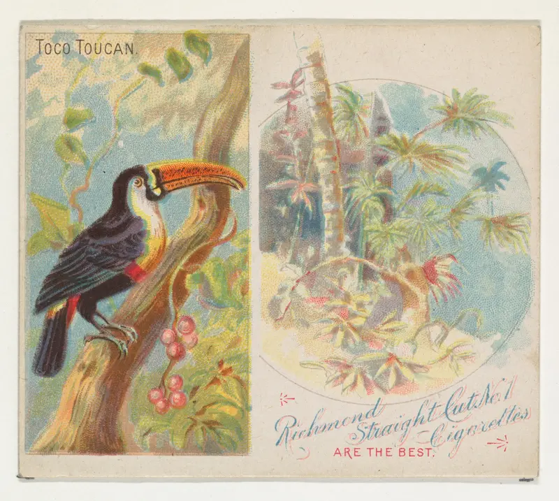 Toco Toucan, from Birds of the Tropics series (N38) for Allen & Ginter Cigarettes Wall Art by Allen & Ginter - High-Resolution Digital Print