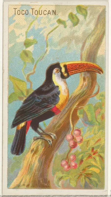 Toco Toucan, from the Birds of the Tropics series (N5) for Allen & Ginter Cigarettes Brands Wall Art by Allen & Ginter - High-Resolution Digital Print