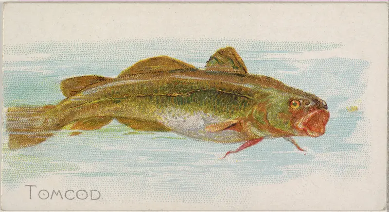 Tomcod, from the Fish from American Waters series (N8) for Allen & Ginter Cigarettes Brands Wall Art by Allen & Ginter - High-Resolution Digital Print