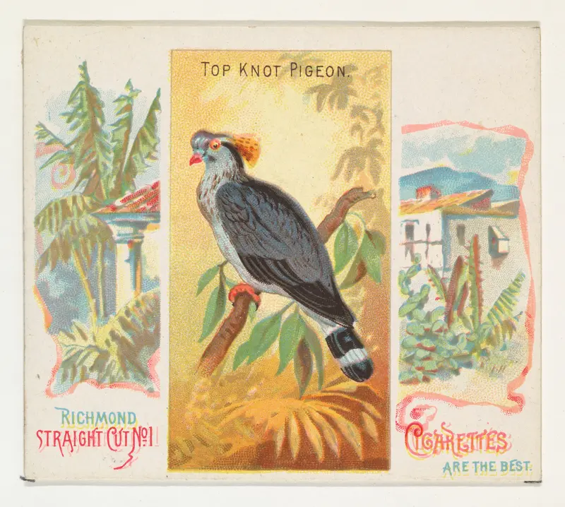 Top Knot Pigeon, from Birds of the Tropics series (N38) for Allen & Ginter Cigarettes Wall Art by Allen & Ginter - High-Resolution Digital Print
