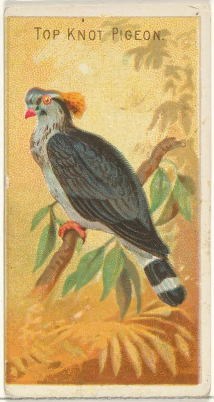 Top Knot Pigeon, from the Birds of the Tropics series (N5) for Allen & Ginter Cigarettes Brands Wall Art by Allen & Ginter - High-Resolution Digital Print